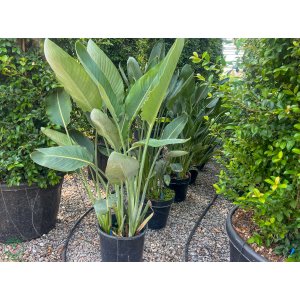 Strelícia kráľovská (Strelitzia Reginae) – výška 125-150 cm, kont. C35L